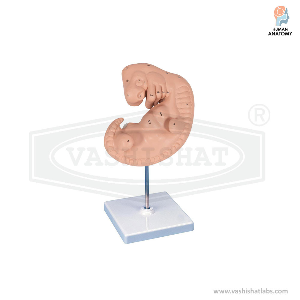 Human Embryo Model Enlarged Four weeks old